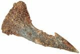 Fossil Sawfish (Onchopristis) Rostral Barb - Morocco #311211-1